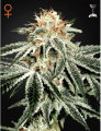 White Widow Feminise