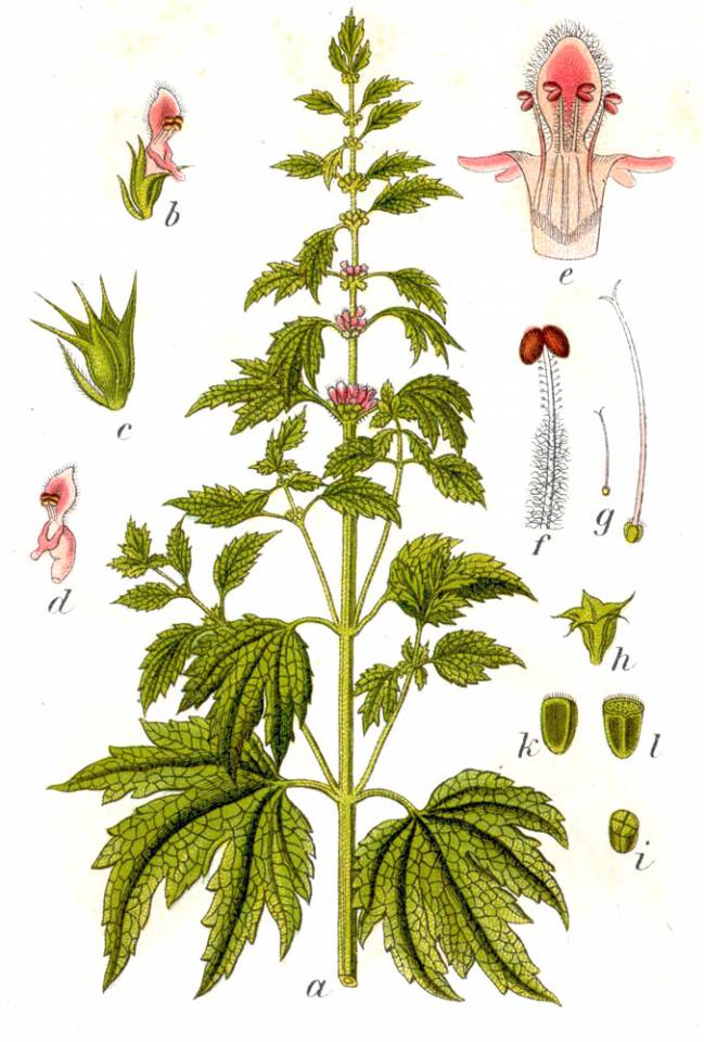 Serdecznik Syberyjski