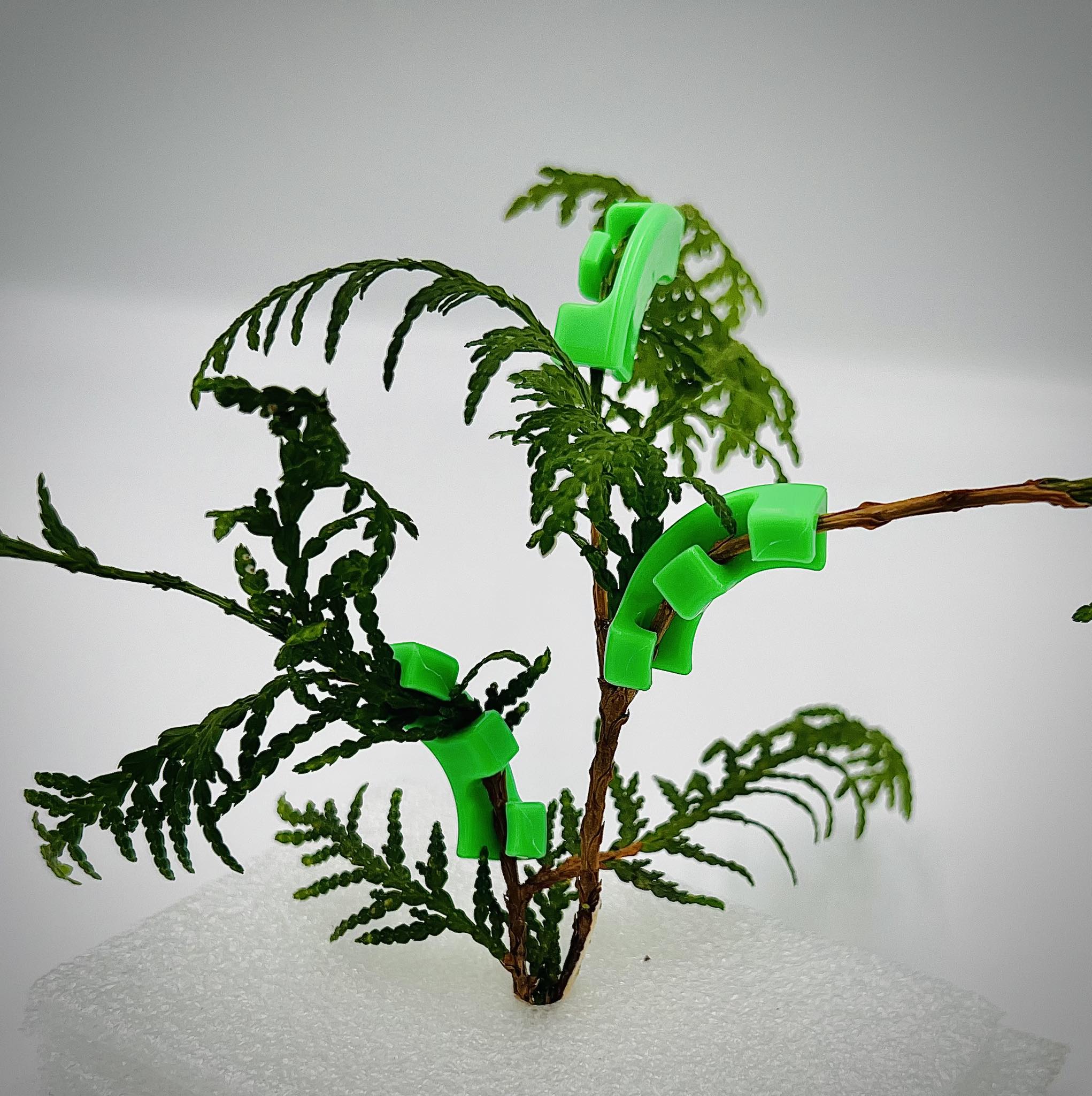 LST nasiona konopi nasiona marihuany