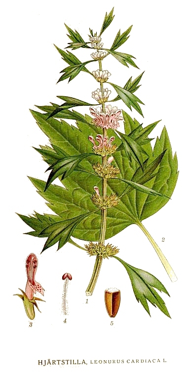 Serdecznik Syberyjski F2seeds