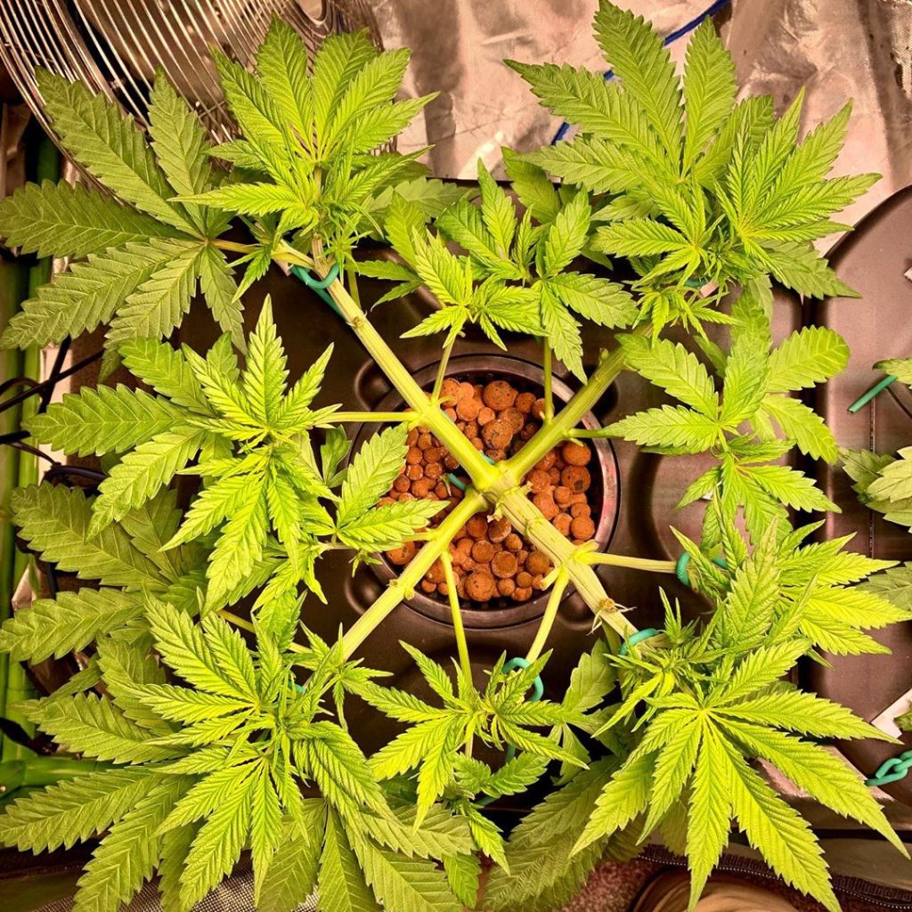 LST marijuana