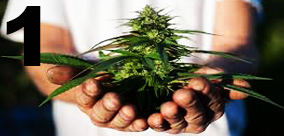 EKOLOGICZNA KOLEKCJA NASION MARIHUANY cz: 1