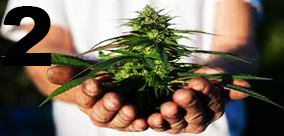 EKOLOGICZNA KOLEKCJA NASION MARIHUANY cz: 2