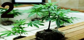 JAK WYBRAĆ MATECZNE NASIONO KONOPI? cz.2