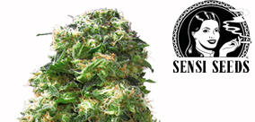 PRZEGLĄD SZCZEPÓW - EARLY SKUNK FEMINISE