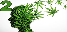 WPŁYW NASION MARIHUANY NA POSTRZEGANIE OBRAZU CIAŁA CZ.2