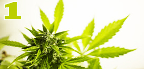 KOLEKCJA DLA POCZĄTKUJĄCYCH - KOMPLEKSOWY PRZEWODNIK CZ.1