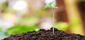 JAK ROZWIĄZAĆ PROBLEM DŁUGICH, ROZCIĄGLIWYCH ŁODYG PESTEK NA NASIONACH KONOPI