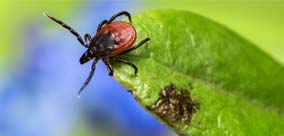 JAK CHRONIĆ SIĘ PRZED KLESZCZAMI ?