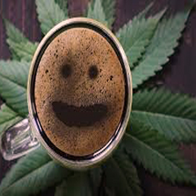 HAZE LEGENDA W ŚWIECIE KONOPI POZNAJ NAJLEPSZE ODMIANY HAZE.