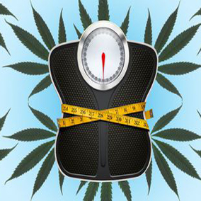 WPŁYW MARIHUANY NA METABOLIZM I JEJ POTENCJAŁ W ODCHUDZANIU