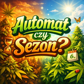 AUTOMAT CZY PEŁNOSEZONOWA ODMIANA - CO WYBRAĆ?