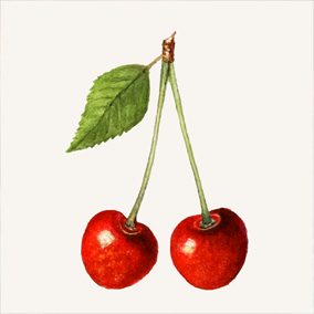 ODMIANY CHERRY OWOCOWY FENOMEN W SWIECIE KONOPI