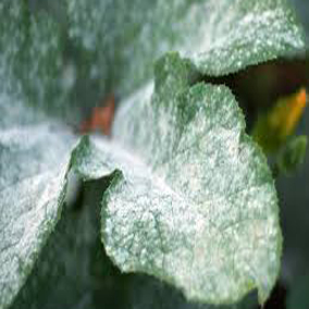 ODMIANY KONOPI ODPORNE NA PLEŚŃ ?