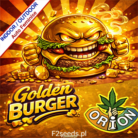 GOLDEN BURGER AUTO FEMINISE KOMPAKTOWA MOC I BURGEROWY AROMAT.