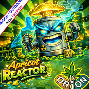 APRICOT REACTOR AUTO FEMINISE OWOCOWA GENETYKA NOWEJ GENERACJI