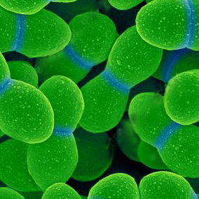 SKUTECZNOŚĆ CBD WOBEC OPORNYCH BAKTERII Z RODZAJU ENTEROCOCCUS