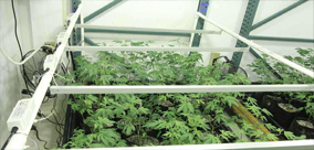 JAK URUCHOMIĆ CAŁY WZROST BEZ ROZPYLANIA PESTYCYDÓW