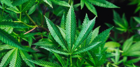 PAUZA: PRZEWODNIK PO PRZERWACH NA TOLERANCJĘ KONOPI cz.2 – RÓŻNE ALTERNATYWY