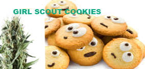 PRZEGLĄD SZCZEPÓW: GIRL SCOUT COOKIES