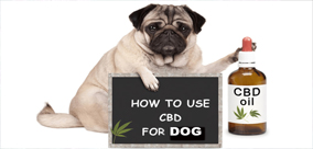 ZNACZENIE POZNANIA DAWKOWANIA CBD DLA TWOJEGO PSA