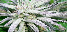 RZADKIE ODMIANY KONOPI CZ.2