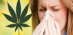 ALERGIA NA MARIHUANĘ: IDENTYFIKACJA, LECZENIE I ZAPOBIEGANIE OBJAWOM CZ.1