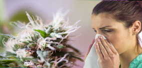 ALERGIA NA MARIHUANE: IDENTYFIKACJA, LECZENIE I ZAPOBIEGANIE OBJAWOM CZ.2