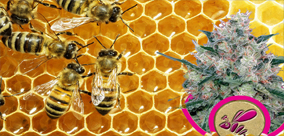 PRZEGLĄD SZCZEPÓW: HONEY CREAM, SŁODKI POD KAŻDYM WZGLĘDEM