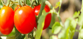 PRZYCZYNY STRESU U ROŚLIN POMIDORÓW CZ.1