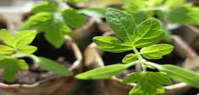 NAJWAŻNIEJSZE POWODY, DLA KTÓRYCH WARTO HODOWAĆ WŁASNĄ ROŚLINĘ CZ.2