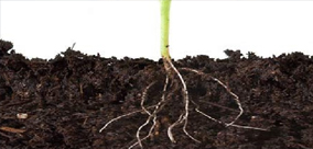 KORZENIE POMIDORÓW- ZASTOSOWANIE, POTENCJAŁ LECZNICZY, ZAGROŻENIA CZ.1